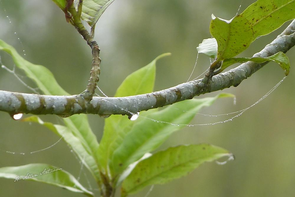 Morning Dew II, Barahi Jungle Lodge, Bharatpur, Nepal Morning Dew II, Barahi Jungle Lodge, Bharatpur, Nepal